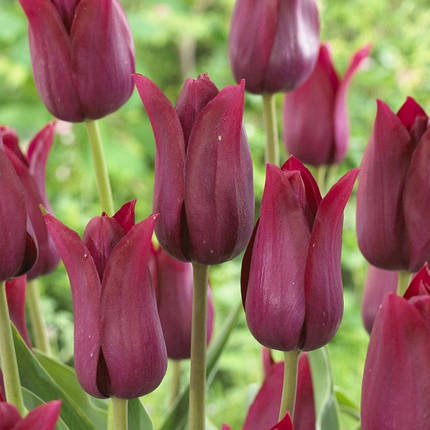 Луковиці тюльпанів Мерло (Merlot), 3 шт., фото 2
