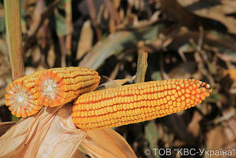 Насіння кукурудзи KWS 6471 (ФАО-340)
