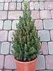 Ялина глаука Перфекта / C5 / h 50-60 / Picea glauca Perfecta, фото 7