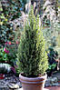 Ялина глаука Перфекта / C5 / h 50-60 / Picea glauca Perfecta, фото 9