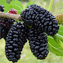 Шовковиця чорна Чорний Принц 2 роки щепленна