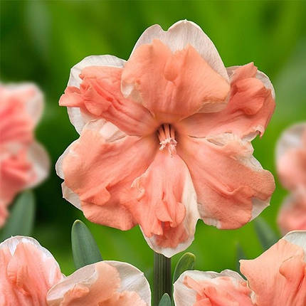 Луковицы нарциссов Априкот Уирл (Apricot Whirl ), 2 шт, фото 1