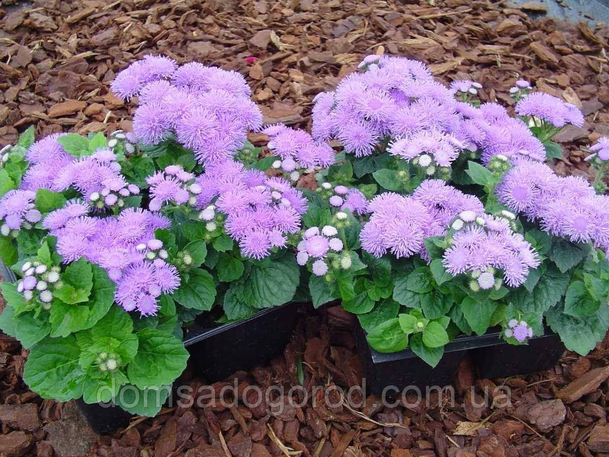 Агератам <unk> Ageratum houstonianum Aloha F1 HEM GENETICS 1000 драже