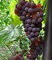 Саженцы винограда Катавба