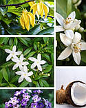 Аромадиффузор "NICE" White Jasmin - Kot'e, фото 3