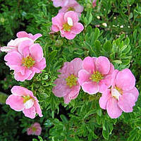 Лапчатка кущова Pink Queen 2,5 річна, Лапчатка кустарниковая Пинк Квин, Potentilla fruticosa Pink Queen