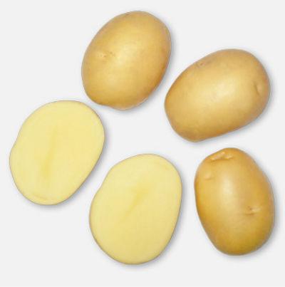 Насіннєву картоплю Актриса 1 кг 1 репродукція ранній AgroPlant