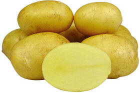 Картопля насіння Джеллі 1 кг середньоранна 1 репродукція Europlant