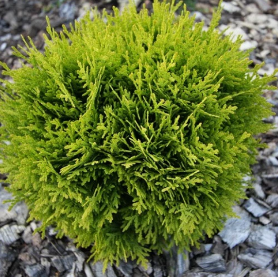 Саджанці туї західної кулястої ( туя західна куляста ) Thuja occidentalis