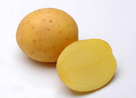 Насіннєву картоплю Мадейра 1 кг середньорання 1 репродукція Europlant