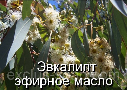 Евкаліпт-ефірна олія (натуральна) (Іспанія) — 10 мл, фото 1