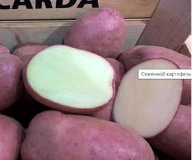 Насіннєву картоплю Рікардо 1 кг середньорання 1 репродукція Europlant