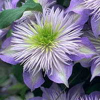 Клематис Crystal Fountain саджанці