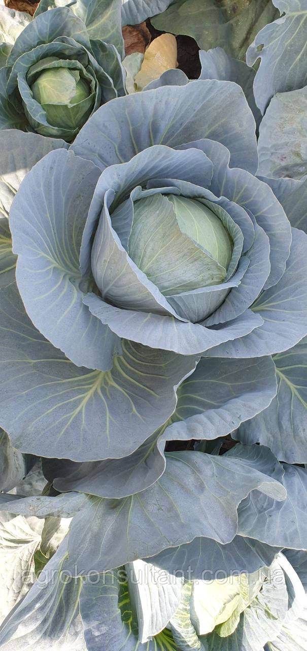 Насіння капусти Лібератор  F1 / Liberator​​​​​​​ F1 2 500н — подня, білочана, кругла. Гібрид стійкий до болю