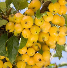 Саджанці Яблуні райська жовта — Malus Yellow paradise