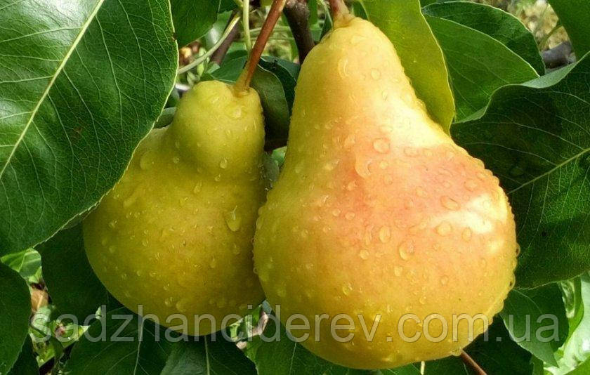 Саджанці груші Таврійська