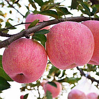 Саджанці яблунь Фуджі кіко