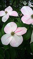 Дерен Коуза "Teutonia". Cornus kousa "Teutonia".