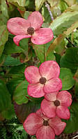 Дерен Коуза "Сатомі". Cornus kousa "Satomi".