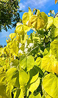 Церцис canadensis "Hearts Of Gold". Cercis canadensis "Hearts Of Gold".