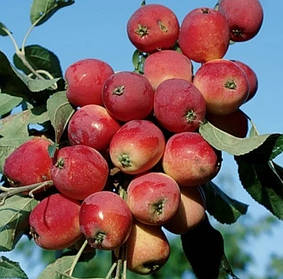 Саджанці Яблуні райська червона — Malus Paradise Apple red