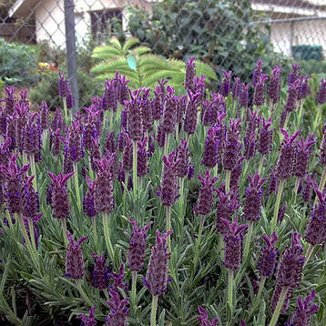 Лаванда широколиста Blue Star 2 річна, Лаванда стехадская Блю Стар, Lavandula stoechas Blue Star, фото 1