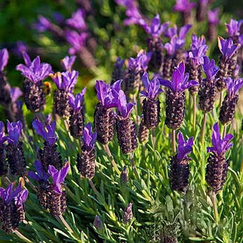 Лаванда широколиста Blue Star 2 річна, Лаванда стехадская Блю Стар, Lavandula stoechas Blue Star, фото 3
