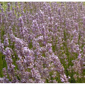 Лаванда вузьколиста Miss Katherine 2 річна, Лаванда вузьколиста Міс Катрина, Lavandula angustifolia