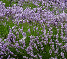 Лаванда вузьколиста Miss Katherine 2 річна, Лаванда вузьколиста Міс Катрина, Lavandula angustifolia, фото 3