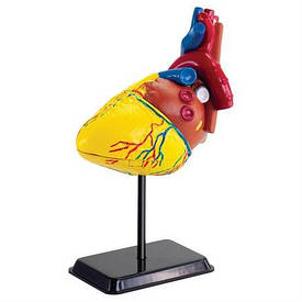 Модель серця людини Edu-Toys збірна, 14 см (SK009)
