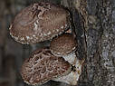 ГРИБИ ШИТАНКА НА БРІВНАХ (Lentinula Edodes), фото 3