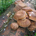 ГРИБИ ШИТАНКА НА БРІВНАХ (Lentinula Edodes), фото 7
