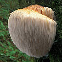 ГРИБЫ ГЕРИЦИЙ ГРЕБЕНЧАТЫЙ ЕЖОВИК (Hericium erinaceus). НА БРЕВНАХ, фото 6