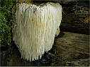 ГРИБЫ ГЕРИЦИЙ ГРЕБЕНЧАТЫЙ ЕЖОВИК (Hericium erinaceus). НА БРЕВНАХ, фото 7