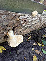 ГРИБЫ ГЕРИЦИЙ ГРЕБЕНЧАТЫЙ ЕЖОВИК (Hericium erinaceus). НА БРЕВНАХ, фото 5