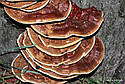 ГРИБИ РЕЙШІ (ЛІНЧЖІ Ganoderma lucidum). НА БРЕВНАХ, фото 7