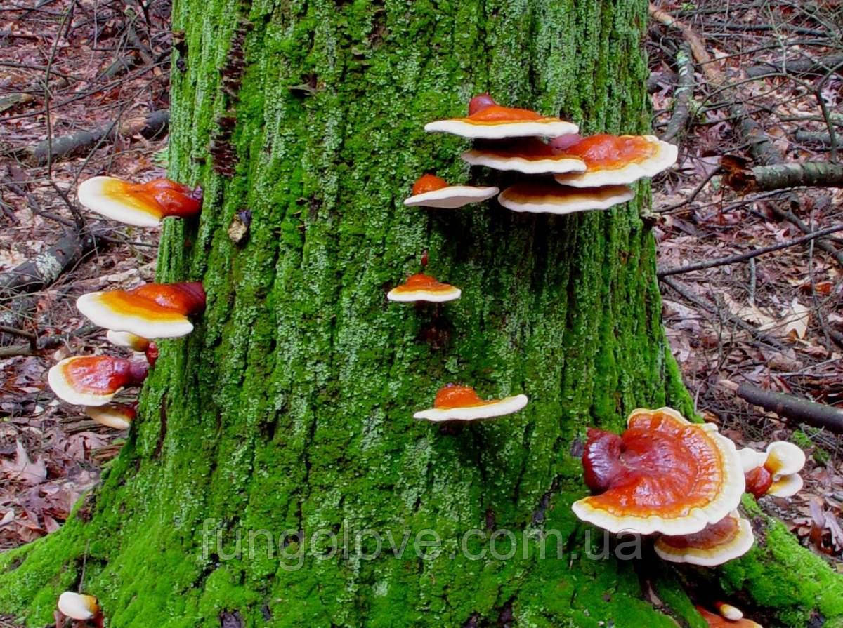 ГРИБИ РЕЙШІ (ЛІНЧЖІ Ganoderma lucidum). НА БРЕВНАХ, фото 1