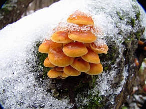 ГРИБЫ ЗИМНИЙ ОПЕНОК (Flammulina velutipes). НА БРЕВНАХ