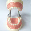 Модель, фантом зі знімними зубами для навчання стоматологів (Дитяча), фото 6