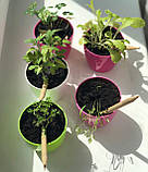 Подарунковий набір з зростаючими олівцями 6шт мамі подарунок, фото 4