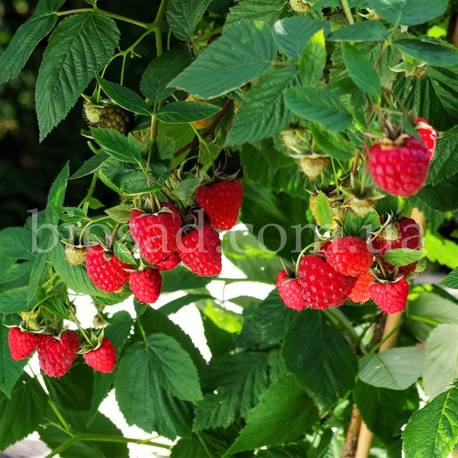 Малинове дерево Галактика