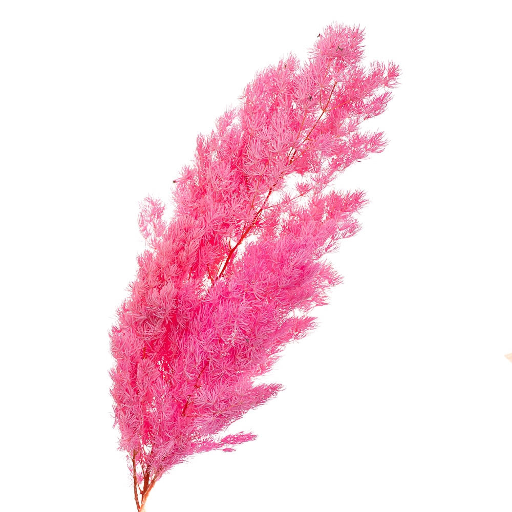 Роголисник стабілізований (рожевий) 62 см