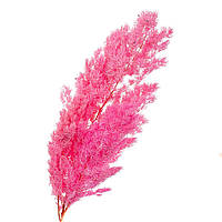 Кушир стабілізований (рожевий) 62 см