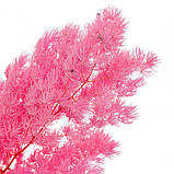 Роголисник стабілізований (рожевий) 62 см, фото 2