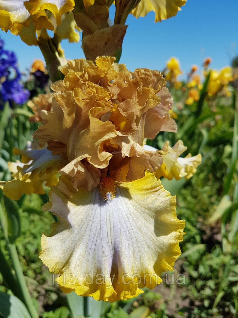 Ірис Zlatovlaska Златоволосінь (Mego 2010) ( саджанці), фото 1