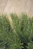 Сосна лита 2.3 м Еліт. штучна (як справжня), фото 5