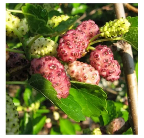 Саджанці Шовковиці Рожевої Мереживо — великоплідна, солодка, врожайна