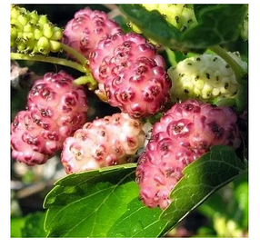 Саджанці Шовковиці Смоленська Рожева — солодка, ароматна, швидкоплідна