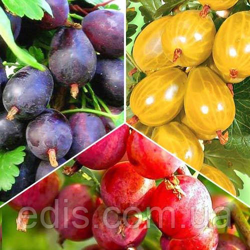 Товар тижня! Набір агруса 3 сорти