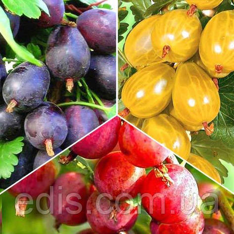 Товар тижня! Набір агруса 3 сорти, фото 1